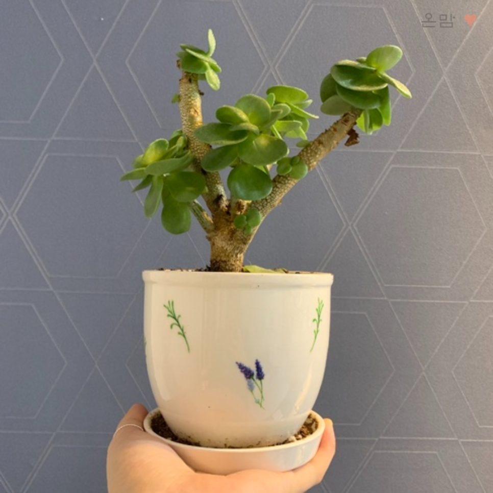 꽃나비다육 이미지
