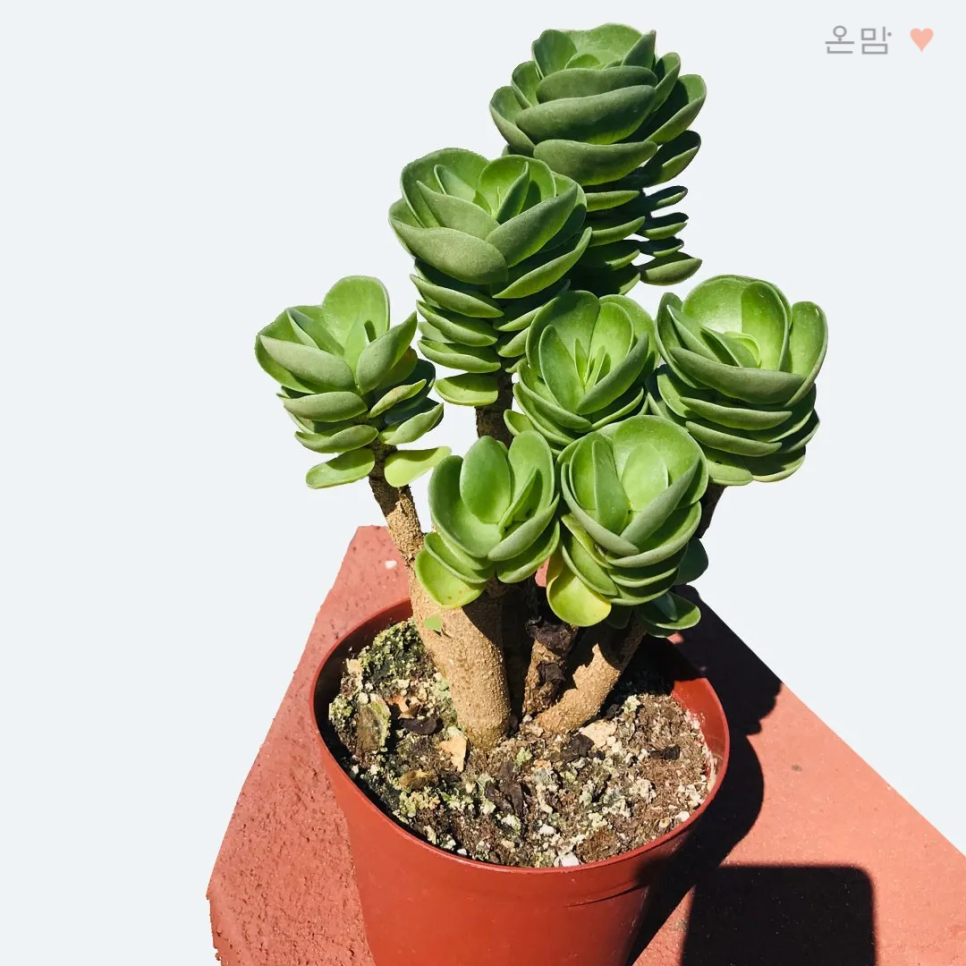 꽃나비다육 이미지