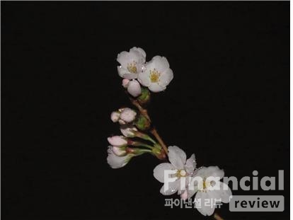 꽃피는나무 이미지