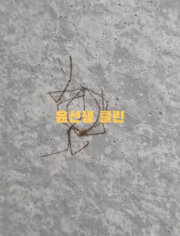 윤선생클린 이미지