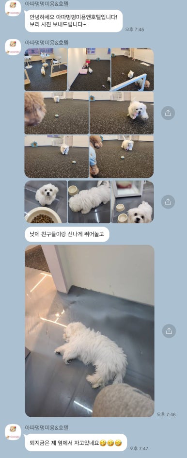 아따멍멍 이미지
