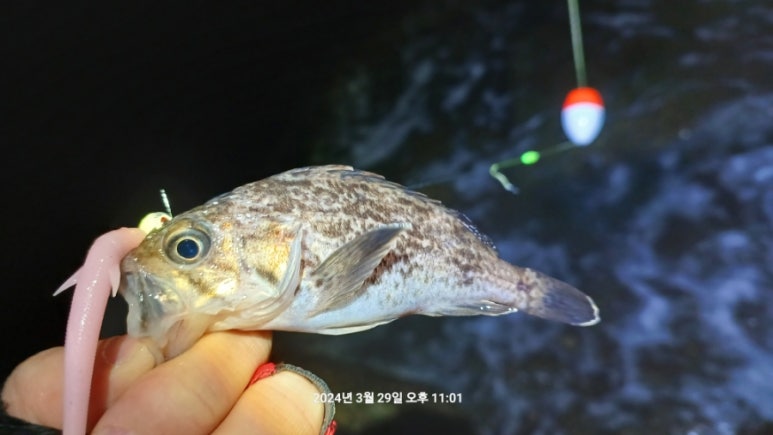 새만금고리 이미지