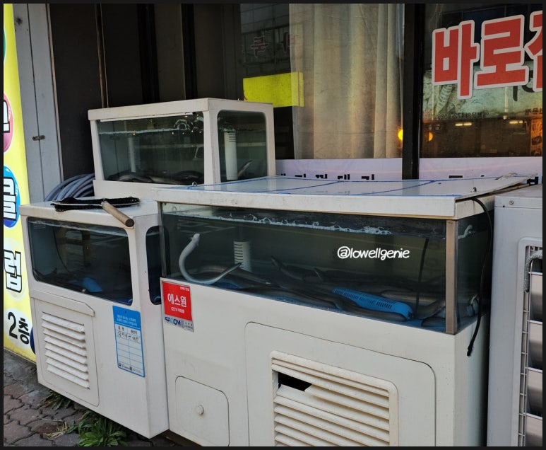 강쇠네뻘떡장어 이미지