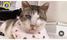 복동이 이미지