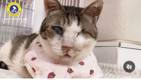 복동이 이미지