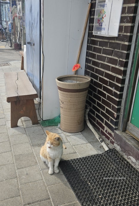 정가솥뚜껑삼겹살 이미지