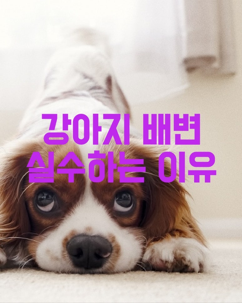 강아지 배변 실수하는 이유