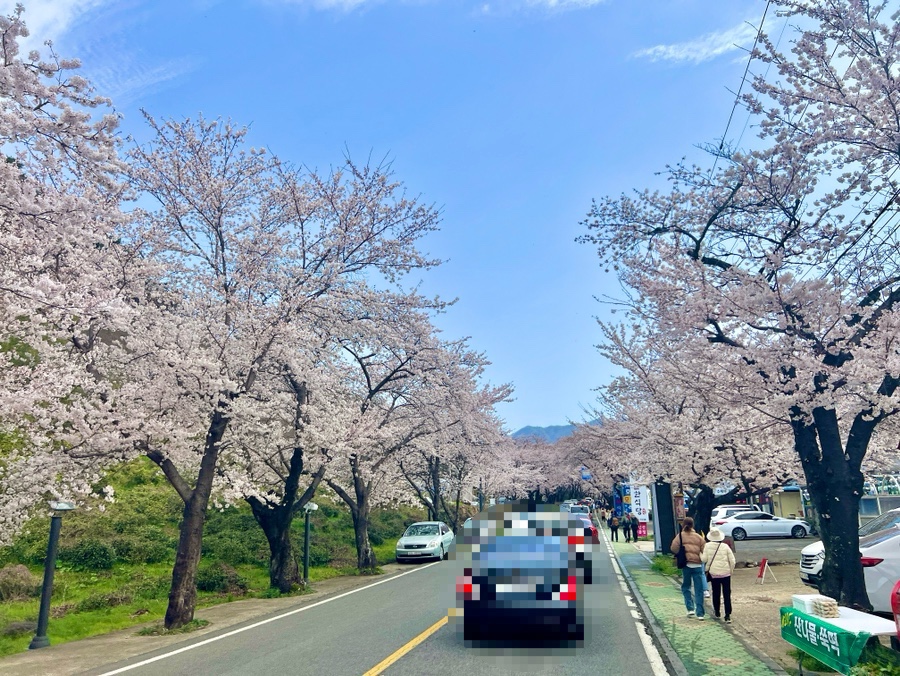 조성꽃순이 이미지