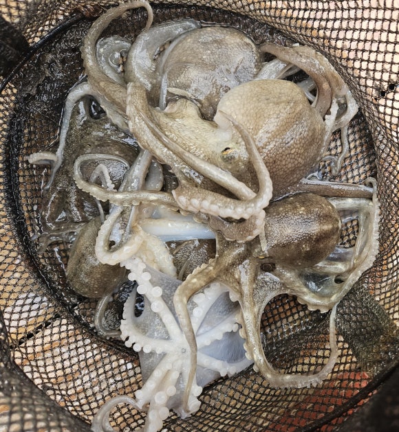 몬스터 쭈꾸미 이미지