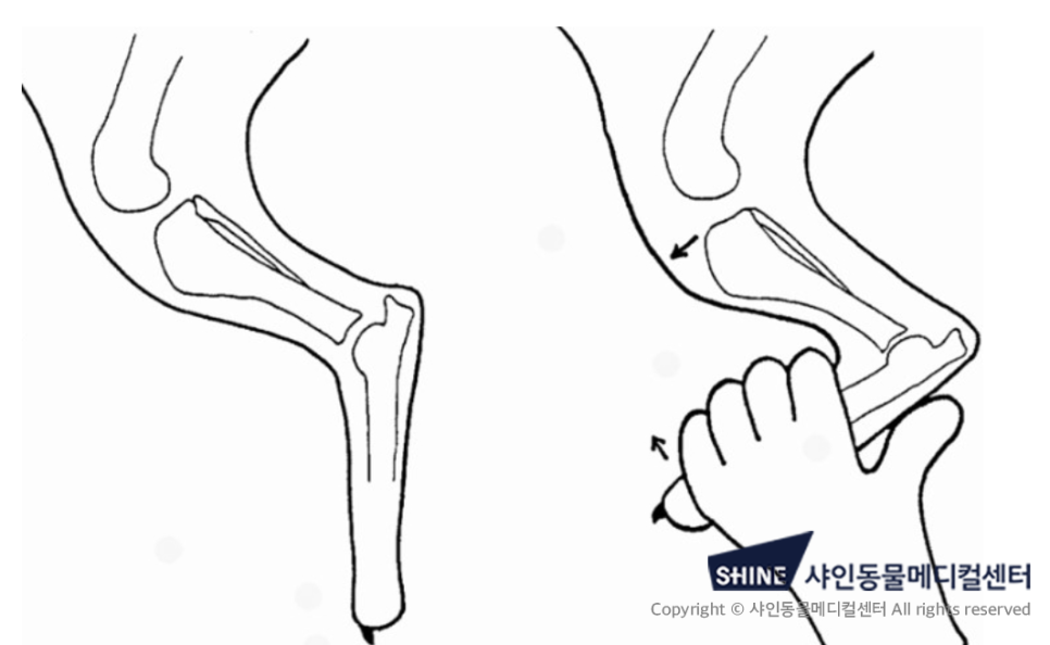 강아지 십자인대단열 TPLO 수술 비용 및 회복 과정 — 사진 3