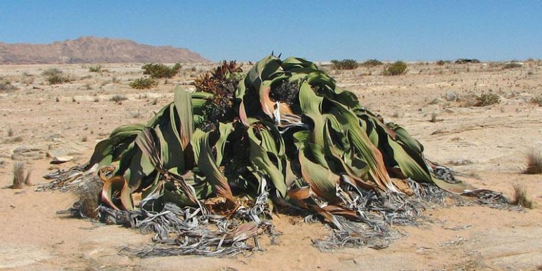 나미브(NAMIB) 이미지