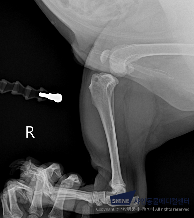 강아지 십자인대단열 TPLO 수술 비용 및 회복 과정 — 사진 4