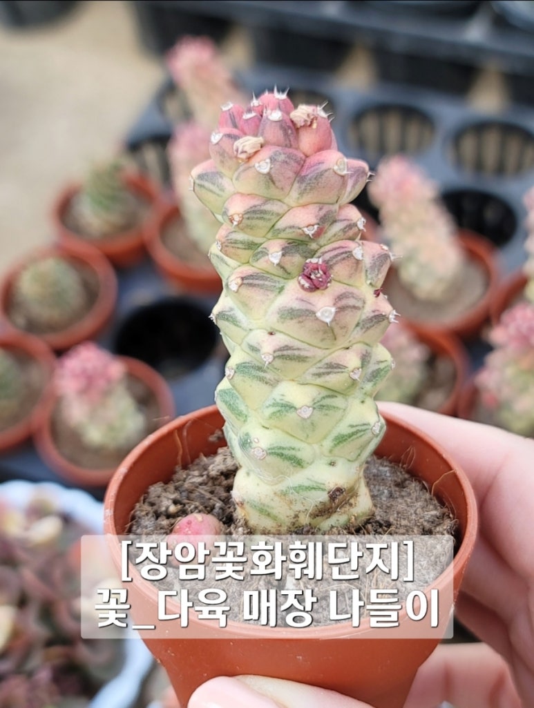 꽃단지농원 이미지