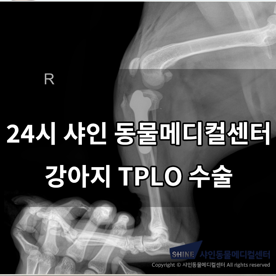 강아지 십자인대단열 TPLO 수술 비용 및 회복 과정 — 사진 2