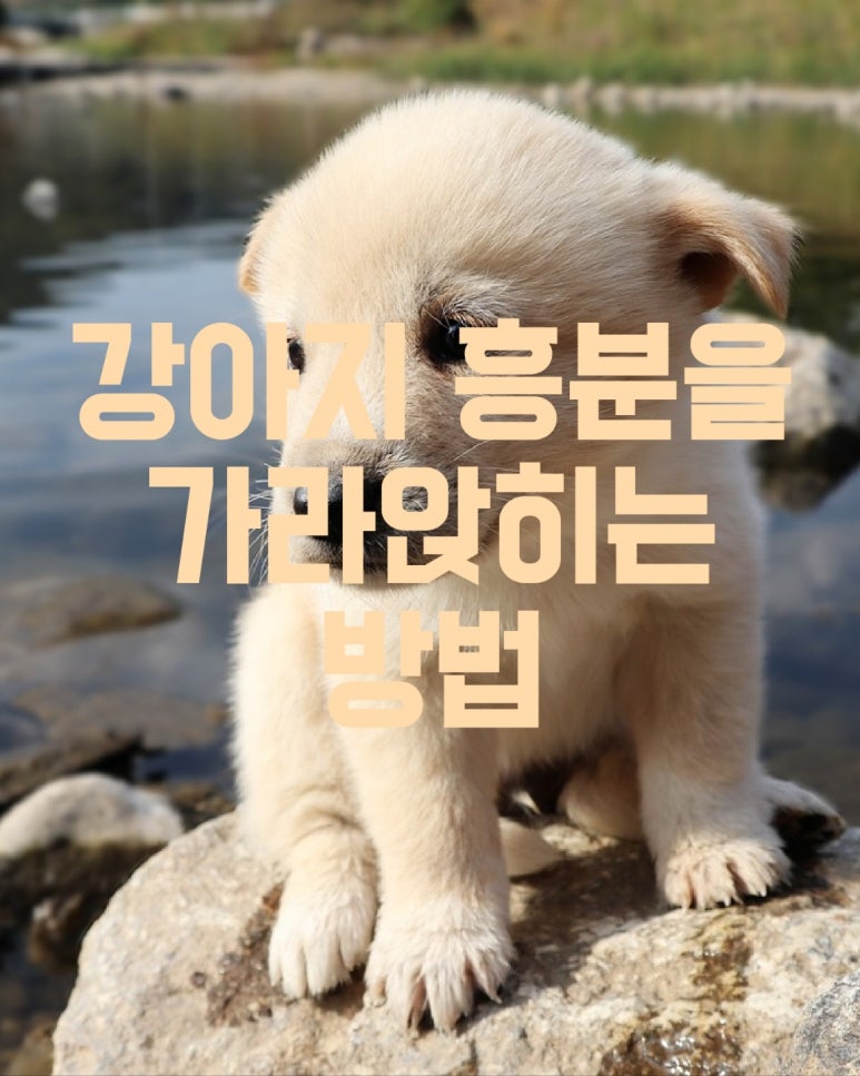 강아지의 흥분을 가라앉히는 방법