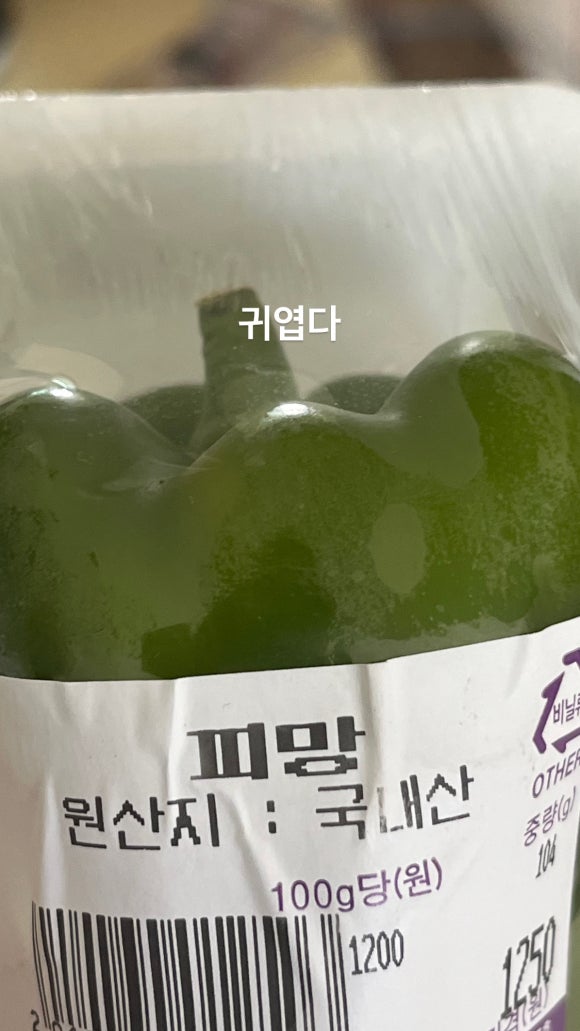 노실리콜렉트 이미지