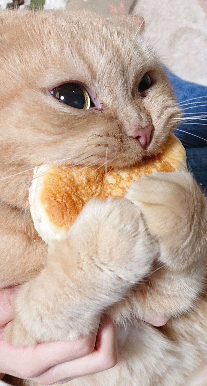 옴뇸뇸 이미지