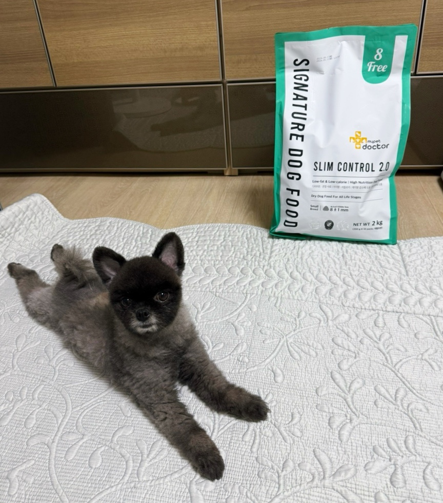 글로벌 마이펫 이미지