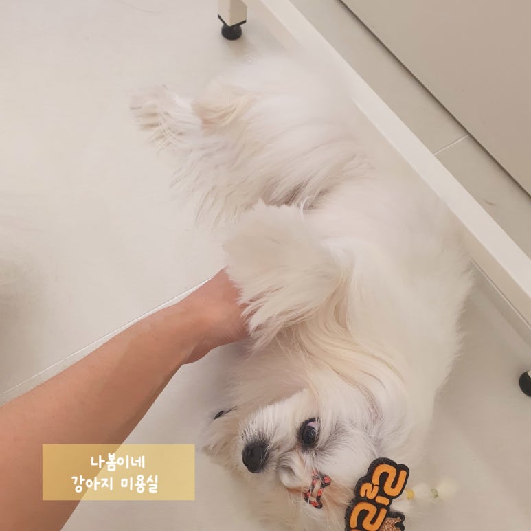 릴리테라피 이미지