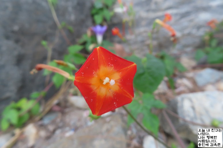 국화호수 이미지