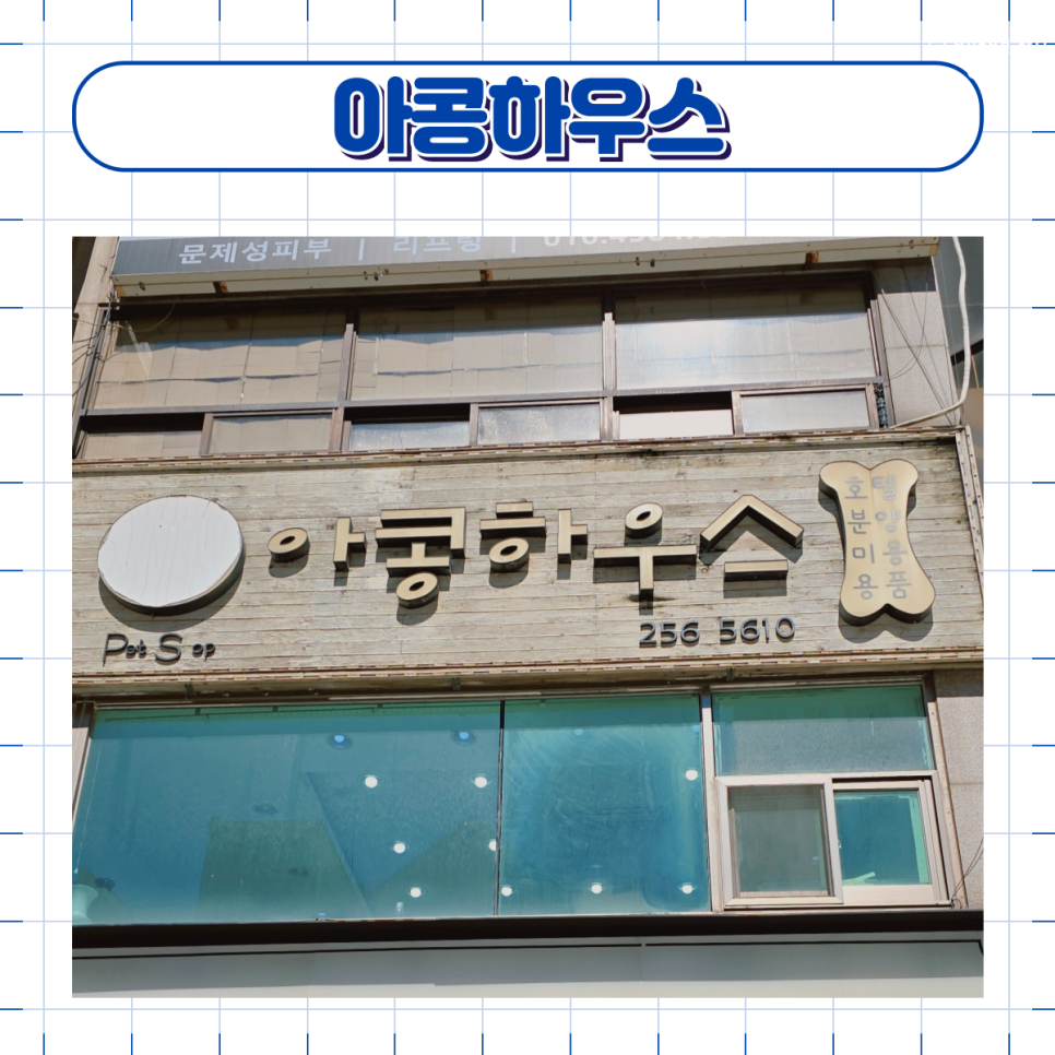 부평 포메라니안 미용, 아콩하우스 곰돌이컷 후기 — 사진 2