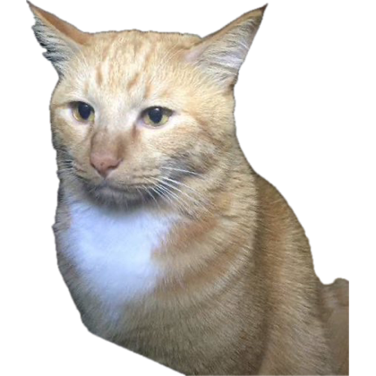하이고 이미지