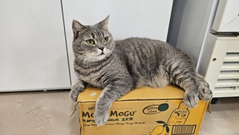 701아를고양이카페(cat in the art) 이미지