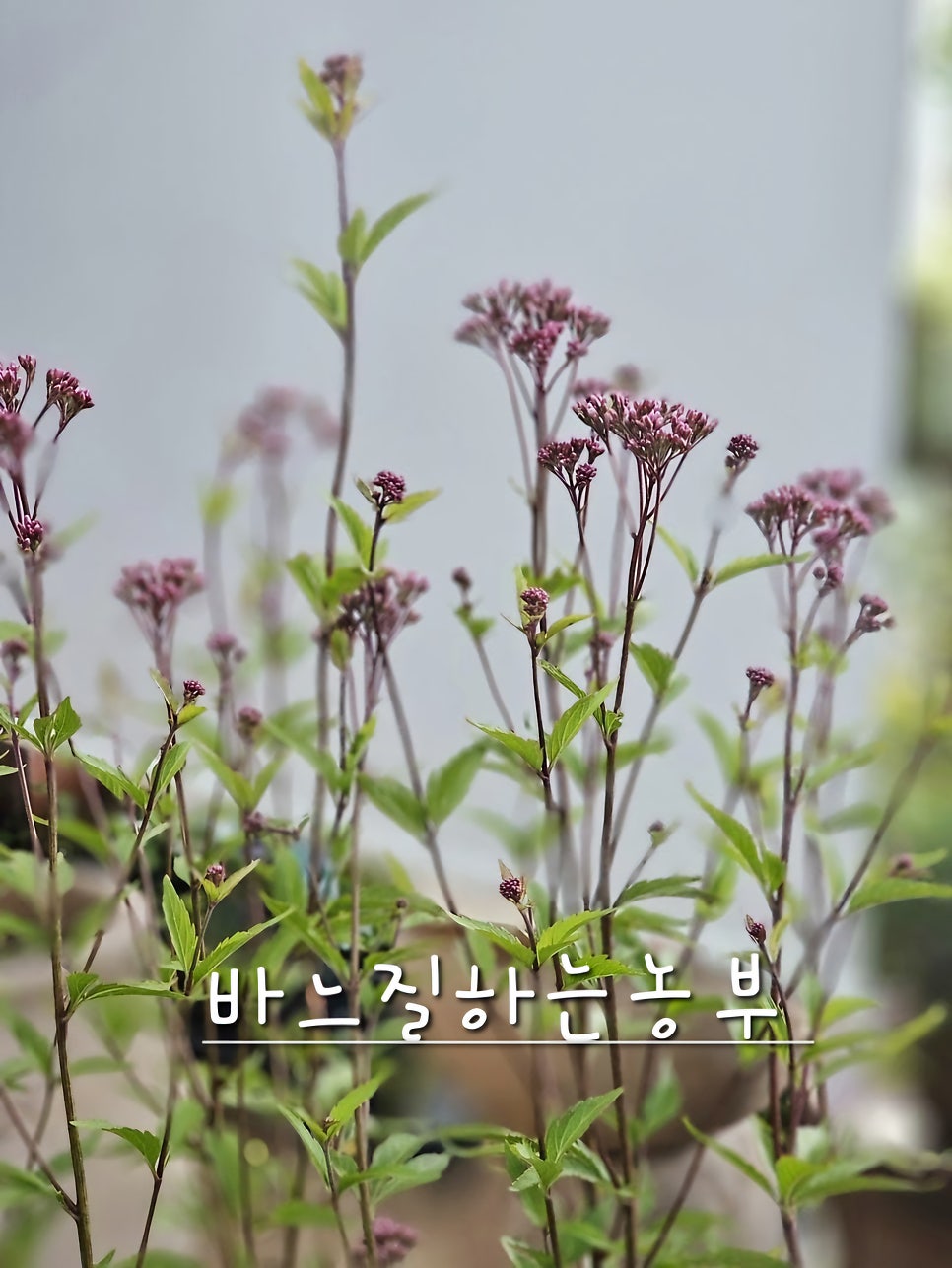 바느질하는농부 이미지