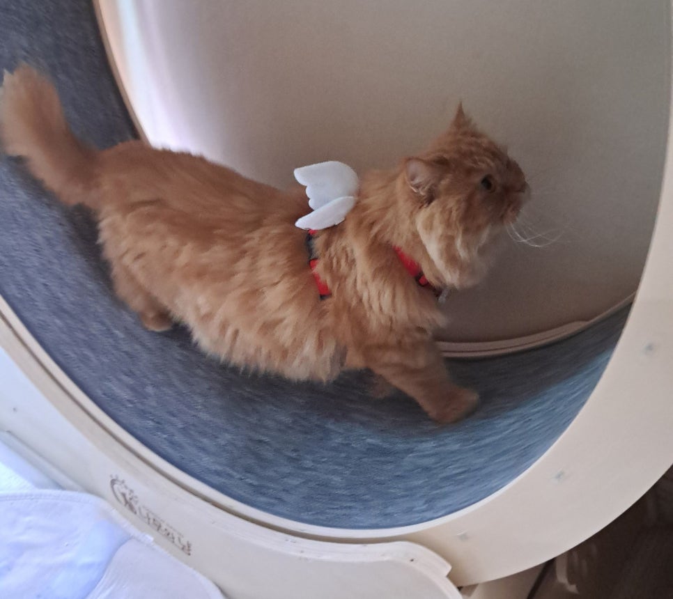 고양이 건강검진, 예은동물병원에서 꼼꼼하게 받으세요 — 사진 2