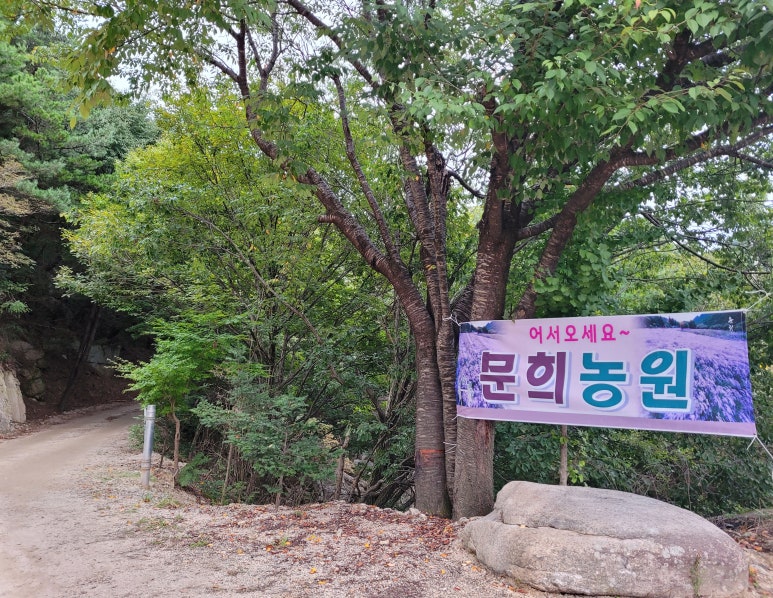문희꽃밭 이미지