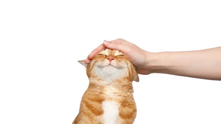 송희네 이미지