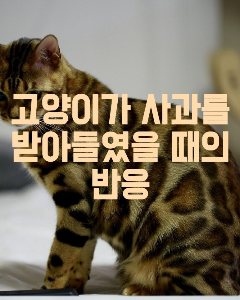 고양이가 사과를 받아들였을 때의 반응