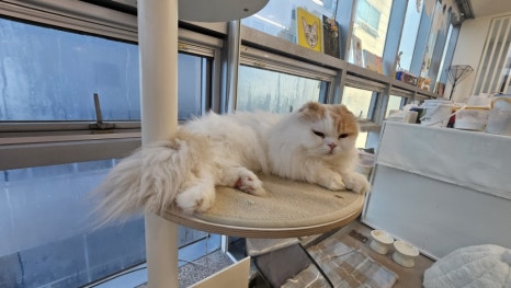 701아를고양이카페(cat in the art) 이미지