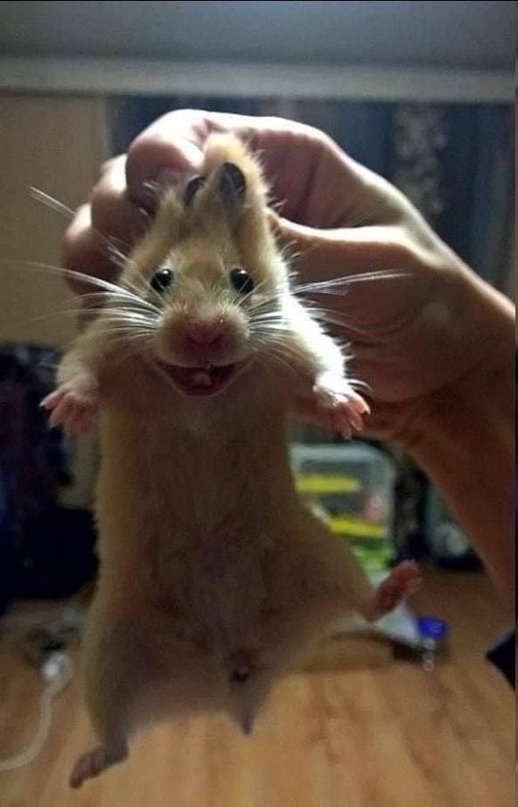 카페다 이미지