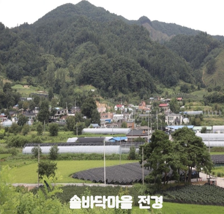솔다박 이미지