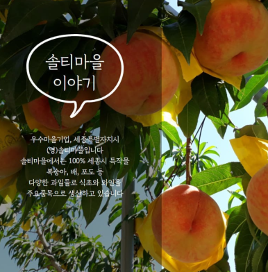 법인솔티 이미지