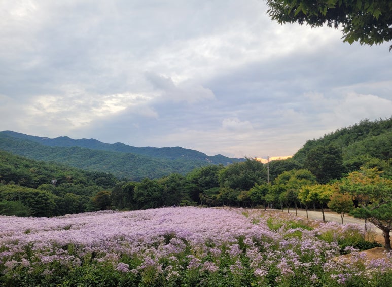 문희꽃밭 이미지