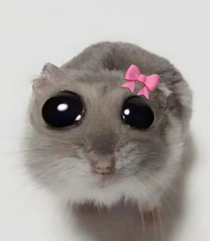 진주사누끼 이미지