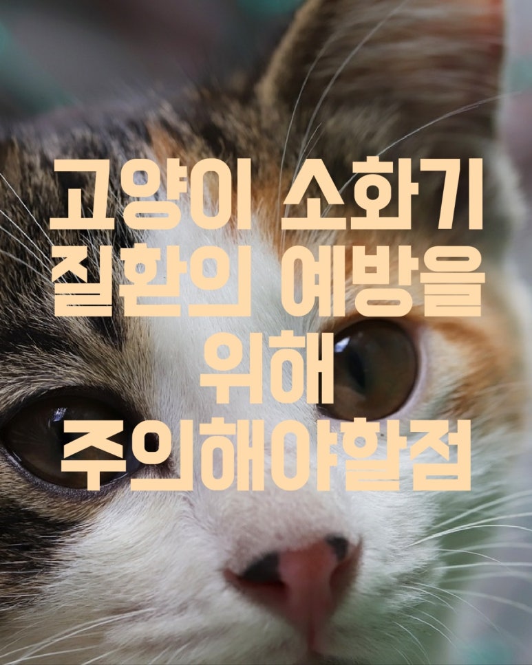 고양이 소화기 질환의 예방을 위해 주의해야 할 점