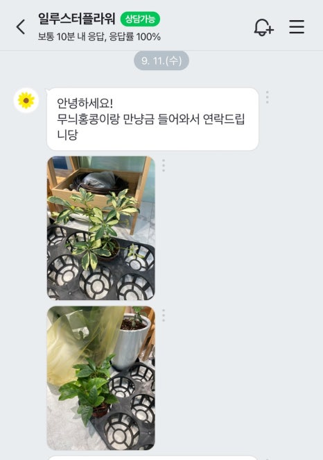 일루스터플라워 이미지