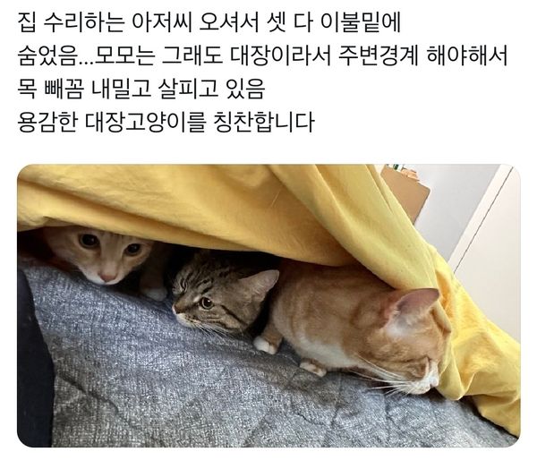 이불아저씨 이미지