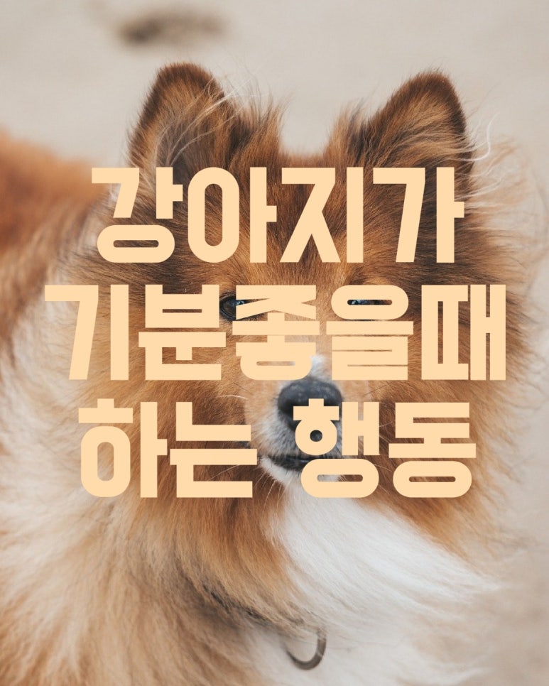 강아지가 기분 좋을 때 하는 행동