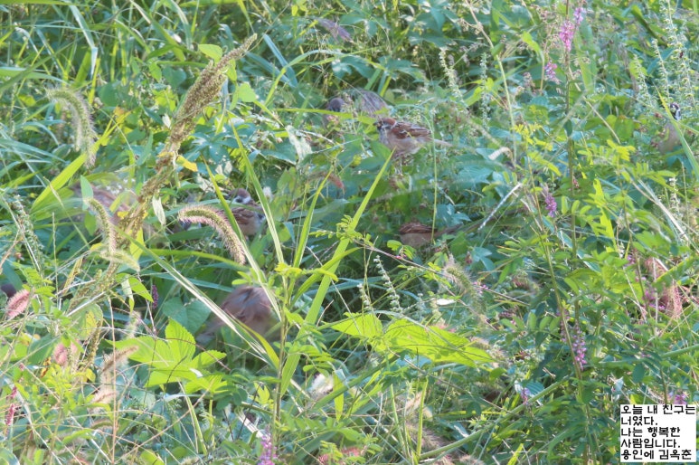 고마리(주) 이미지