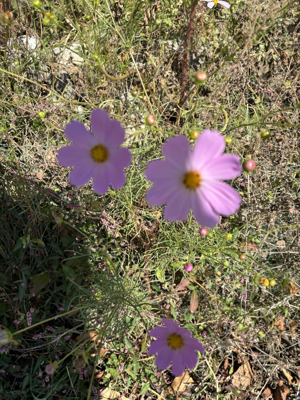 옹암해수욕장 야영장 이미지