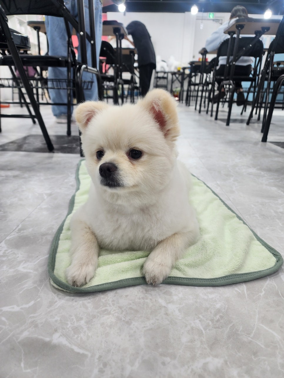 노원 강아지 겨울 미용, 기부하면 무료 혜택 안내 — 사진 5