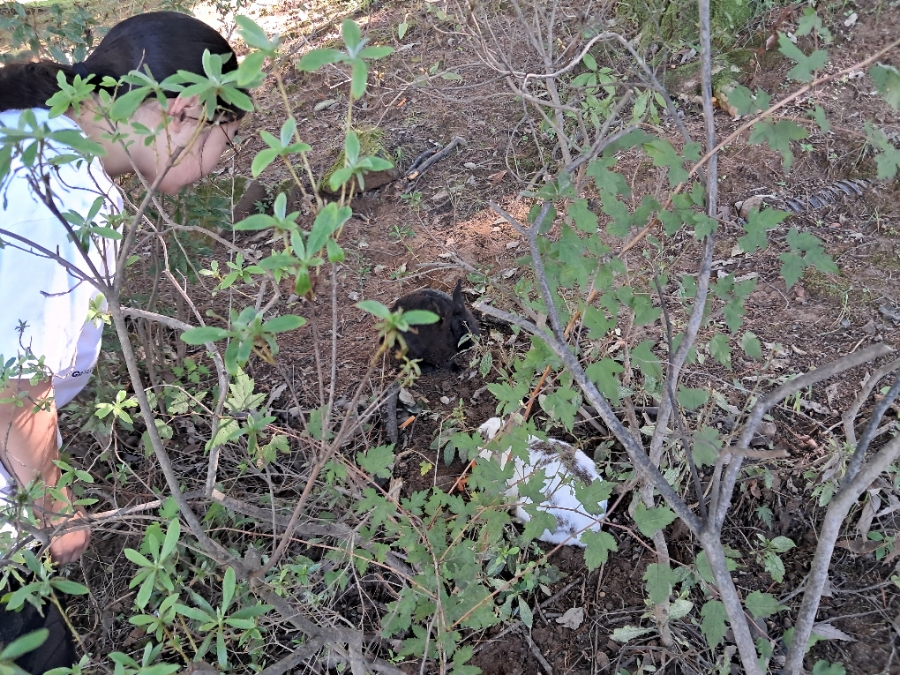 클럽이에스 제천리조트 롯지2차 이미지