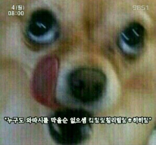 일차고기 이미지