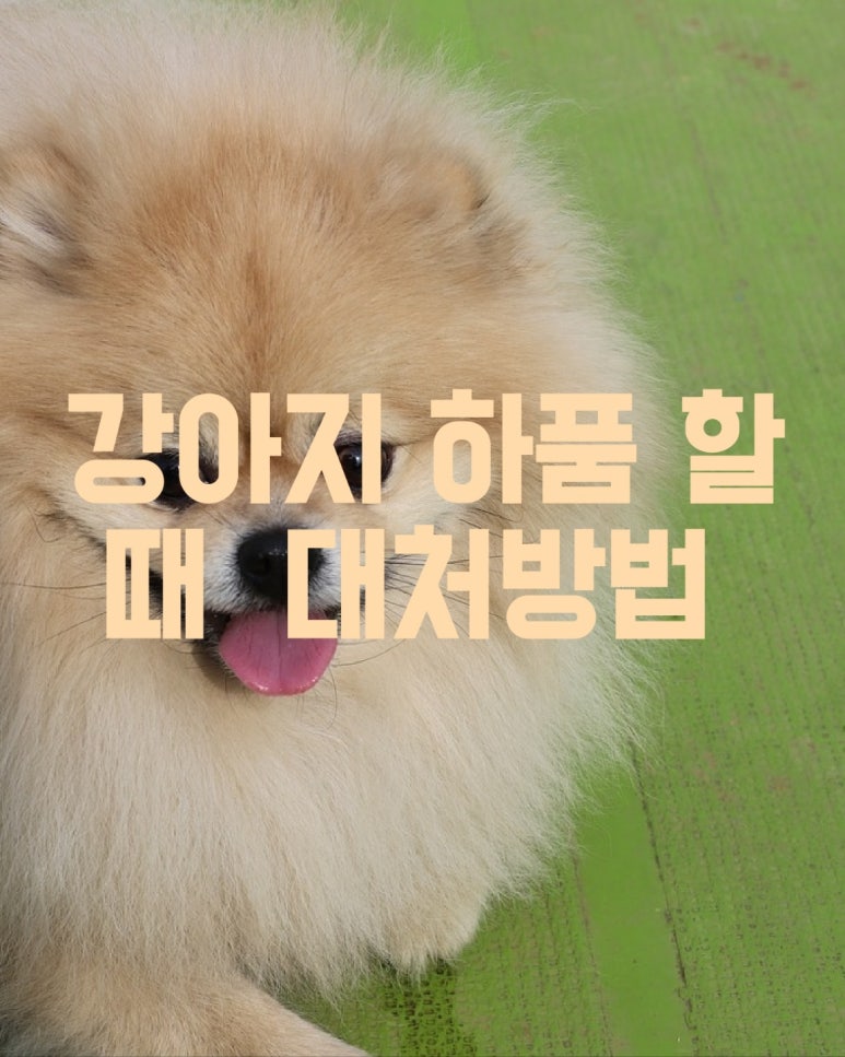 강아지가 하품할 때의 대처 방법