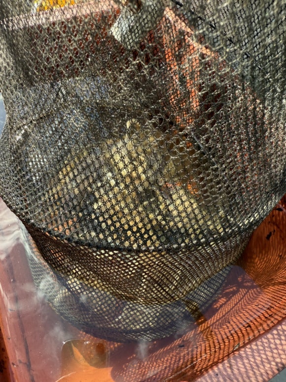 바하호 이미지