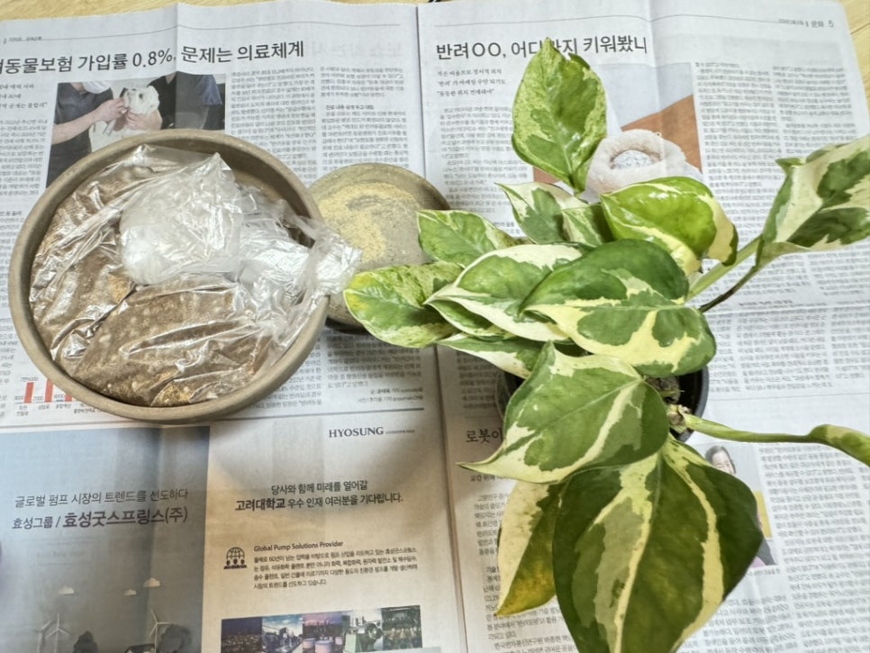 씨피에이 이미지
